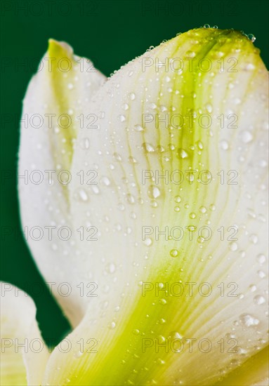 Studio close-up of green amaryllis.