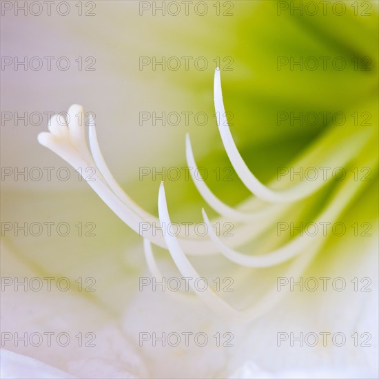 Studio close-up of green amaryllis.