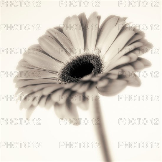 Studio close-up of gerbera daisy.
