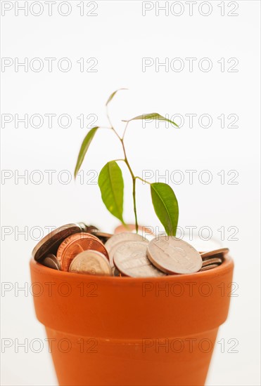 Seedling growing in pot of coins.