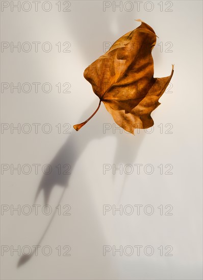 Studio shot of autumn leaf.