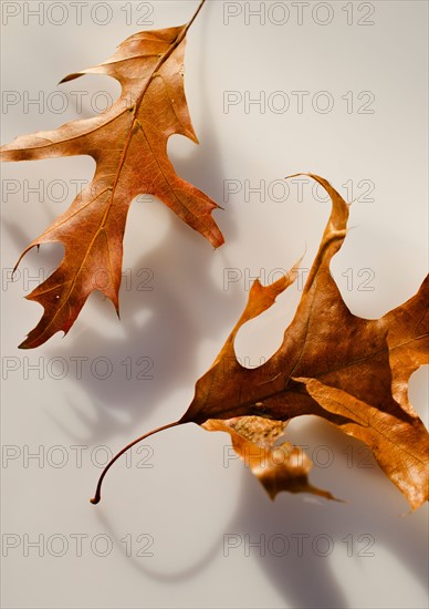 Studio shot of autumn leaves.