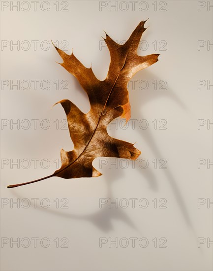 Studio shot of autumn leaf.