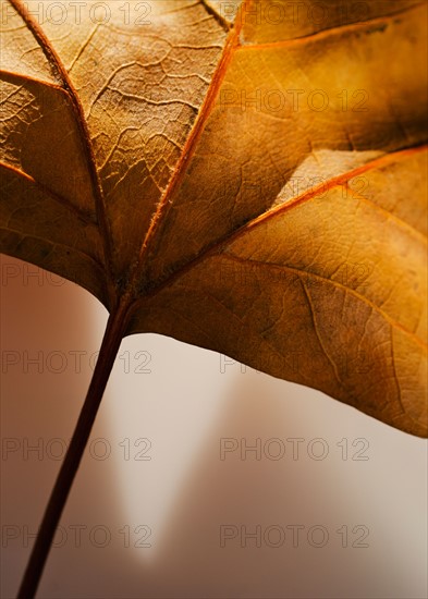 Studio close-up of autumn leaf.