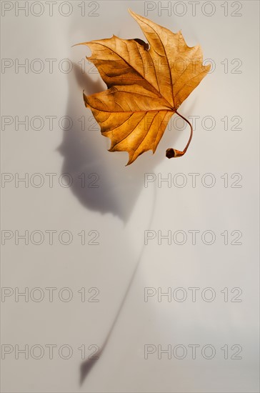 Studio shot of autumn leaf.