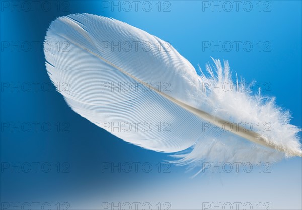 Studio shot of white feather on blue background.