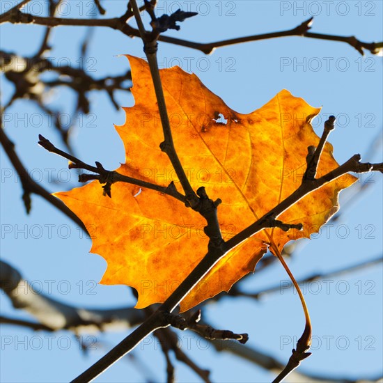 Autumn leaves against blue sky.