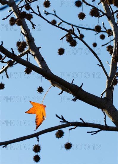 Autumn leaves against blue sky.