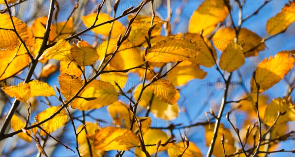 Autumn leaves against blue sky.