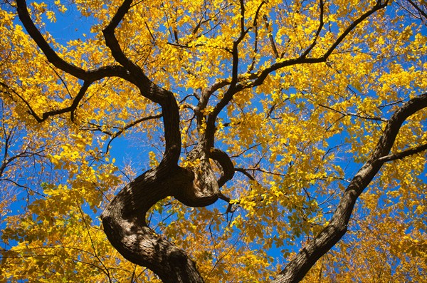 Autumn leaves.