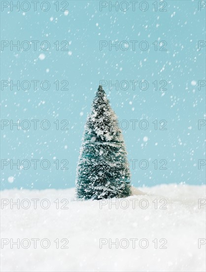 Pine tree covering by snow, studio shot.