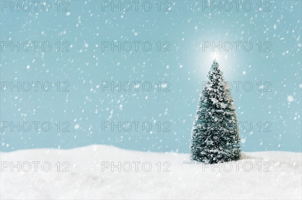 Christmas tree covering by snow, studio shot.