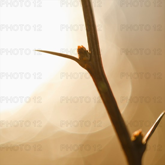 Close-up of twig with thorns.