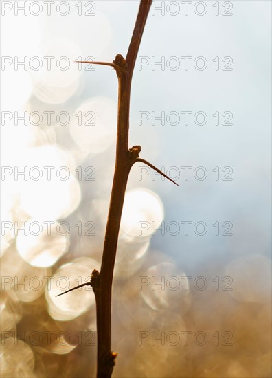 Close-up of twig with thorns.