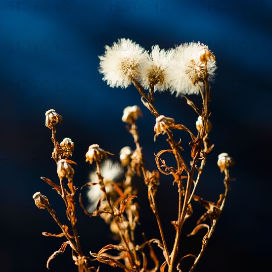 View of dried flowers.