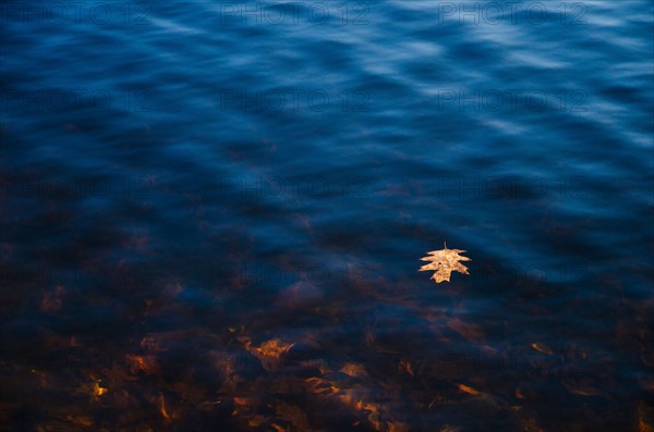 USA, Pennsylvania, Poconos, Leaf floating on water.