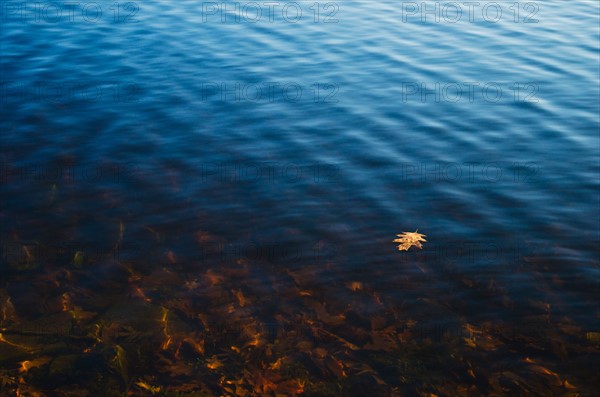 USA, Pennsylvania, Poconos, Leaf floating on water.