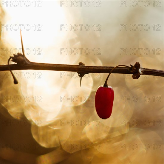 Single chili pepper on twig.