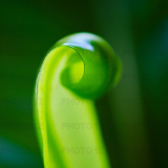 Close-up of grass blade.