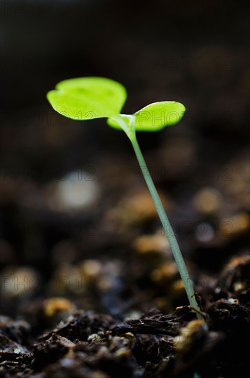 Close-up of seedling.