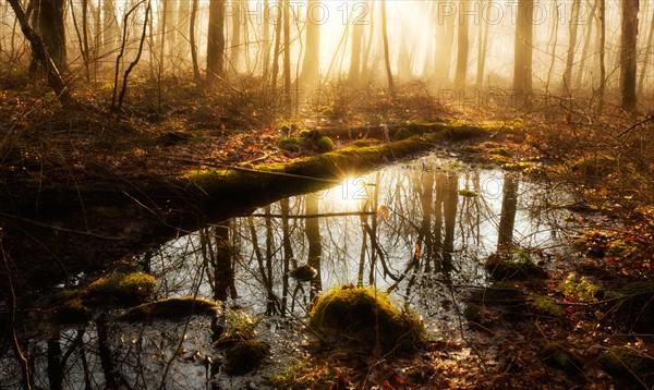 USA, Pennsylvania, Poconos, Scenic view of forest reflecting in pond.