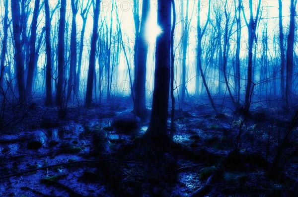 USA, Pennsylvania, Poconos, Scenic view of forest.