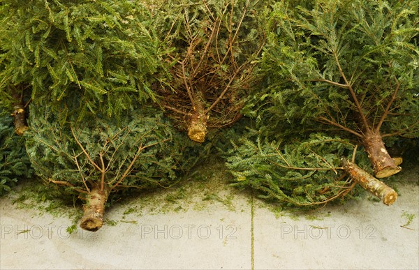 Close up of cut Christmas trees lying on pavement.