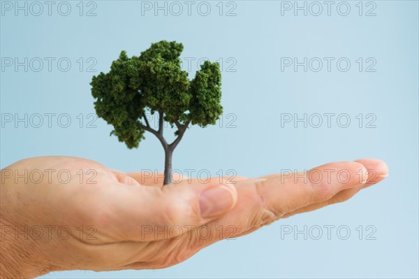 Close up of man's hand holding small tree, studio shot.