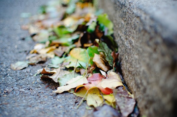 USA, New York State, New York City, Fall leaves on street. Photo : Jamie Grill