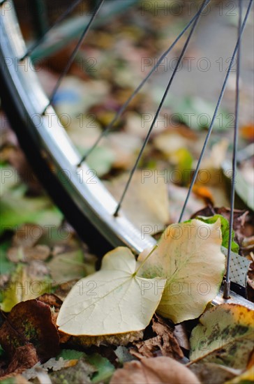 USA, New York State, New York City, Fall leaves and bicycle wheel. Photo : Jamie Grill