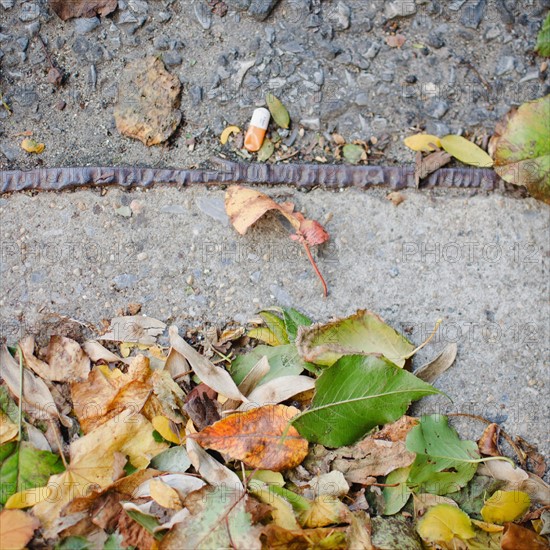 USA, New York State, New York City, Fall leaves on street. Photo : Jamie Grill