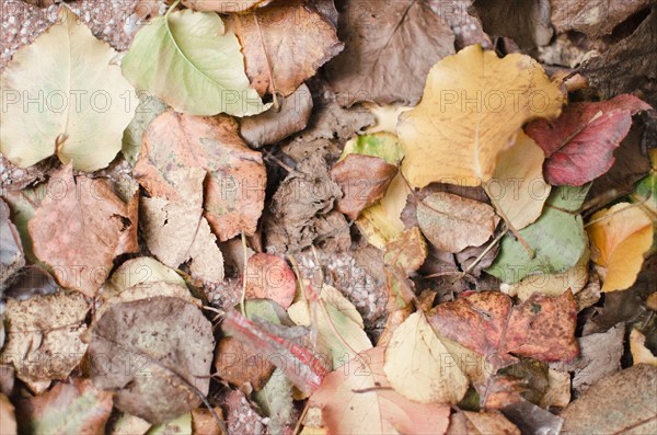 USA, New York State, New York City, Dried leaves. Photo : Jamie Grill