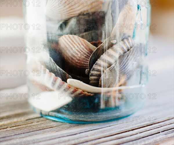 Shells in jar. Photo : Jamie Grill