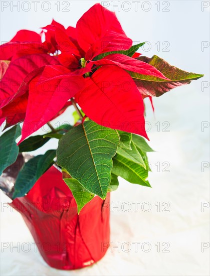 Studio Shot of Poinsettia. Photo : Daniel Grill