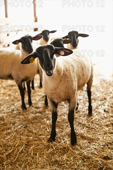 Sheep in barn. Photo : Sarah M. Golonka