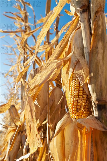 USA, Iowa, Latimer, Close-up of ripe corn. Photo : Sarah M. Golonka