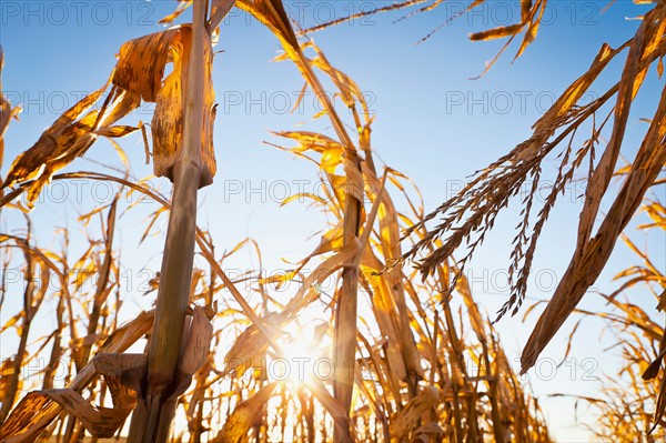 USA, Iowa, Latimer, Close-up of ripe corn. Photo : Sarah M. Golonka