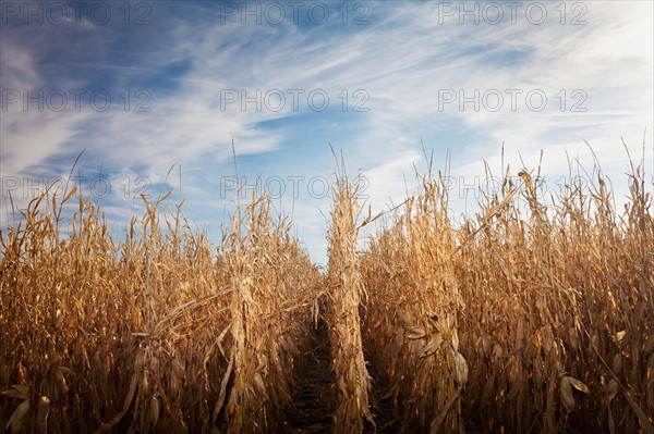 USA, Iowa, Latimer, Field of ripe corn. Photo : Sarah M. Golonka