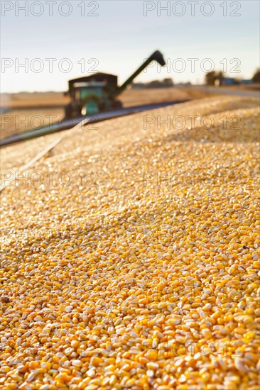 USA, Iowa, Latimer, Combine harvester harvesting corn. Photo : Sarah M. Golonka