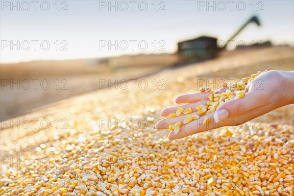 USA, Iowa, Latimer, Combine harvester harvesting corn. Photo : Sarah M. Golonka