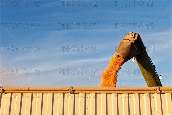 Combine harvester harvesting corn. Photo : Sarah M. Golonka