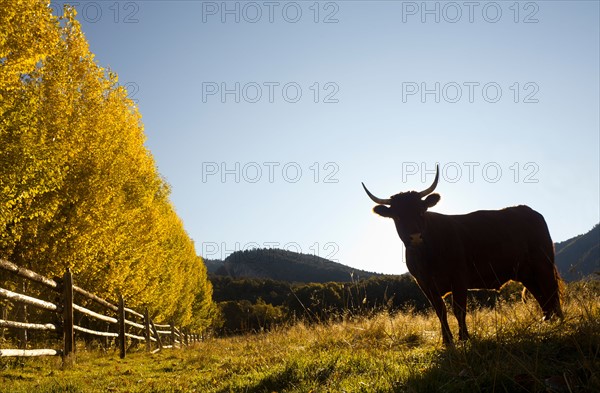 USA, Colorado, Cow on pasture. Photo : John Kelly