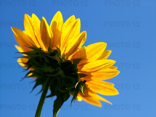 Low angle view of sunflower. Photo : John Kelly