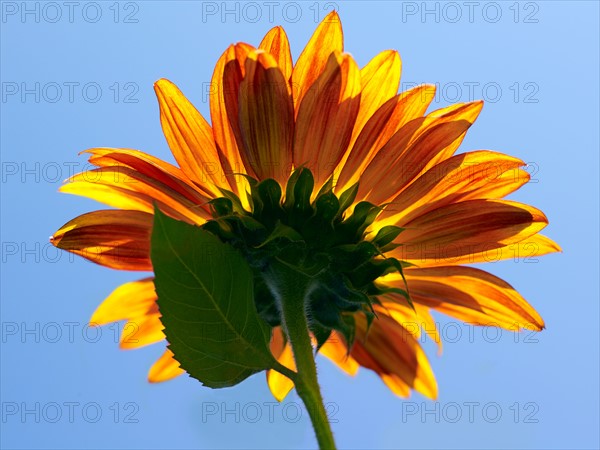 Low angle view of sunflower. Photo : John Kelly