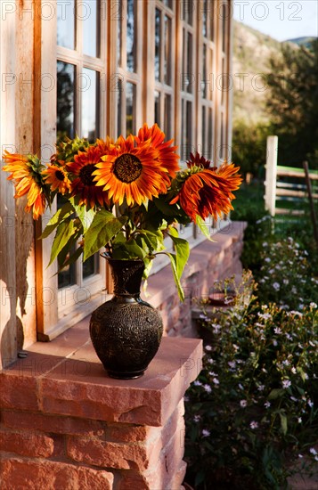 Sunflowers in vase. Photo : John Kelly