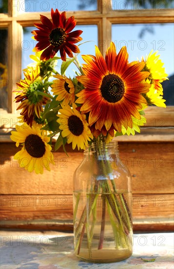 Sunflowers in jar. Photo : John Kelly