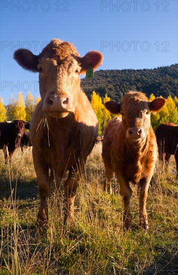 USA, Colorado,. Photo : John Kelly