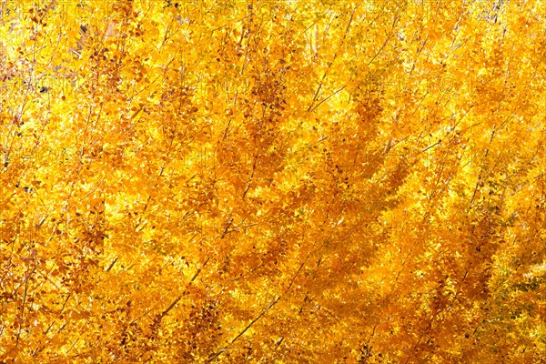 Close-up of yellow tree. Photo : John Kelly