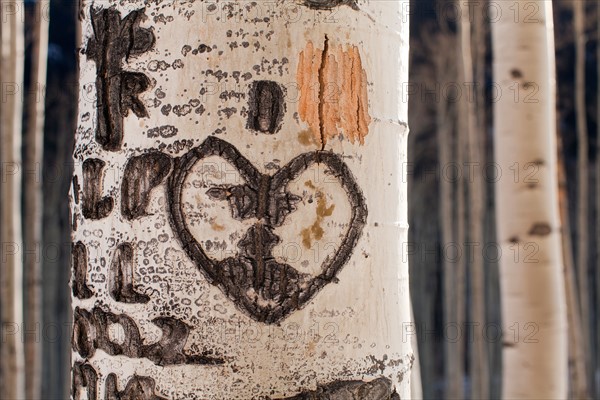 Close-up of aspen tree trunk with carved heart. Photo : John Kelly