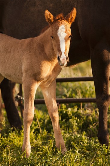 USA, Utah, Lehi, Foal with mother. Photo : Mike Kemp